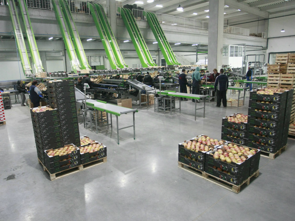 Agrounija širi voćnjak jabuka u Krčedinu na 240 ha - U novu hladnjaču uloženo 5 mil EUR