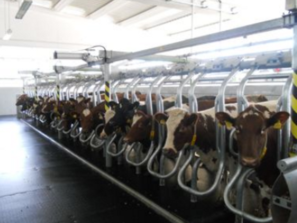 Najveća farma norveškog govečeta kod Kozarca ima projektovane godišnje kapacitete za oko 6 miliona litara mlijeka - Nedovoljni podsticaji zaustavili planirano širenje
