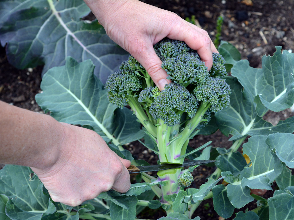 Proizvodnja brokolija i karfiola isplativ posao
