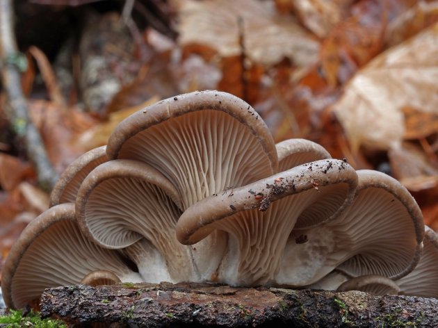 Branje gljiva može biti veoma unosan posao - Iskusni berači zarade i do 100 EUR dnevno