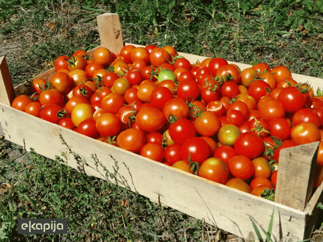 U Prijepolju rađa džinovski čeri paradajz - Seme skupo, ali je zarada fantastična