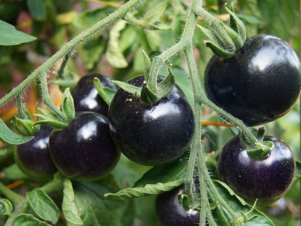 Crni paradajz gaji se u selima oko Topole