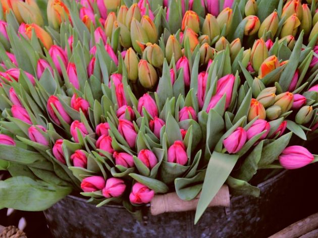 Netherlands Donates 20,000 Bulbs of New Tulip Variety to Belgrade