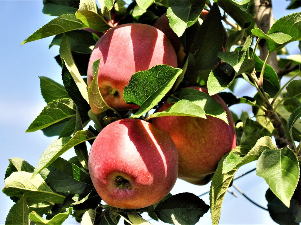 Za kvalitetan plod jabuke potrebna briga, lobiranje i prilagođavanje novim sortama