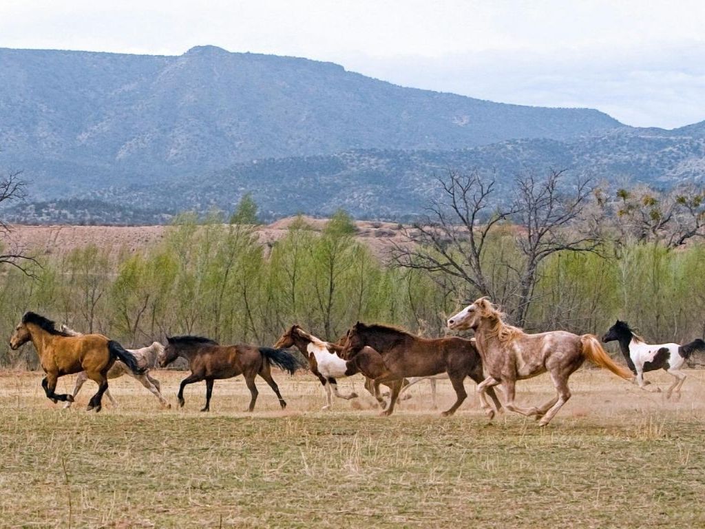 Hoće li divlji livanjski konji konačno dobiti institucionalnu zaštitu?