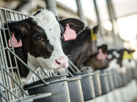 Danska finansira stočarima dodatak za stočnu hranu koji smanjuje emisije metana