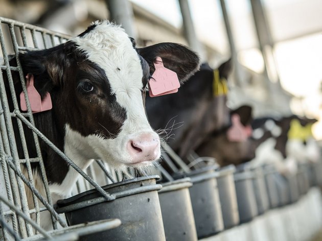 Za podršku u dostizanju standarda u stočarstvu 60.000 EUR - Poziv otvoren do 5. maja