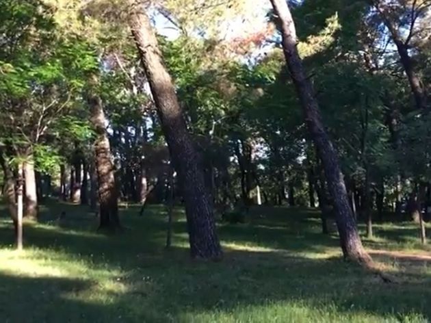 CBCG donirala 2.000 EUR za pošumljavanje park šume Gorica