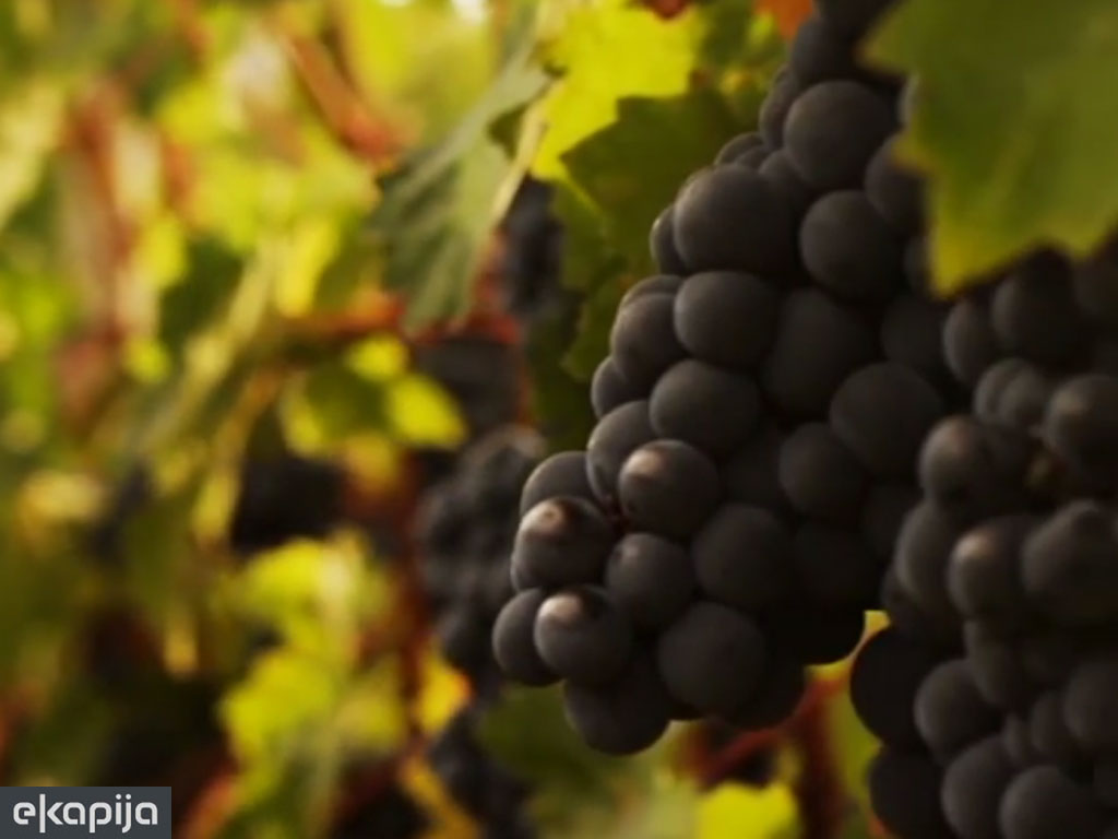 Organska vina sa Fruške gore - Kadarka među najskupljima u Mađarskoj