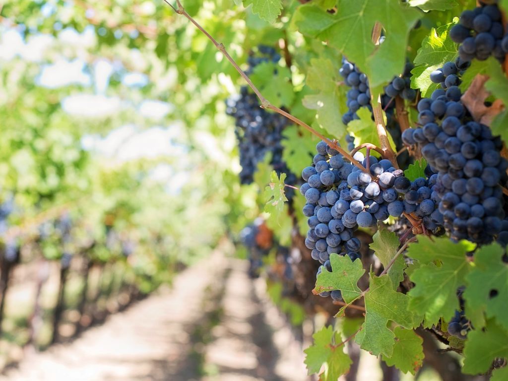 U vinogradima širom Srbije otkriveno 11 novih autohtonih sorti vinove loze