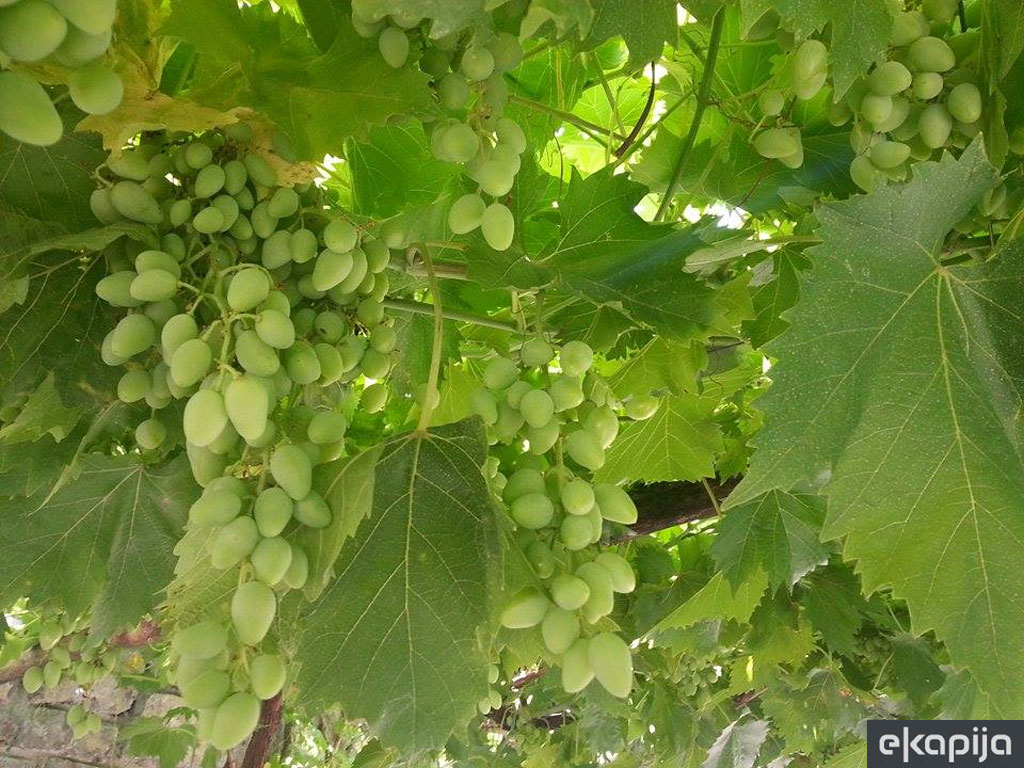 Najstarija vinova loza na svetu ima 400 godina i od nje se dobija 30 litara vina