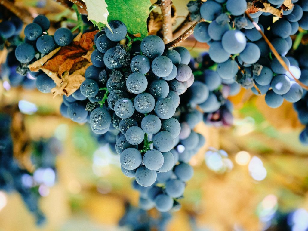 U oktobru se formira Nacionalni institut za vinogradarstvo i vinarstvo - Početak rada od 1. januara
