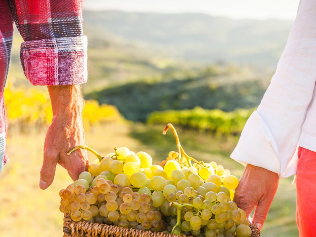 Vinogradi u Levču proširuju se iz godine u godinu - Autohtone sorte grožđa uspešne na stranim tržištima