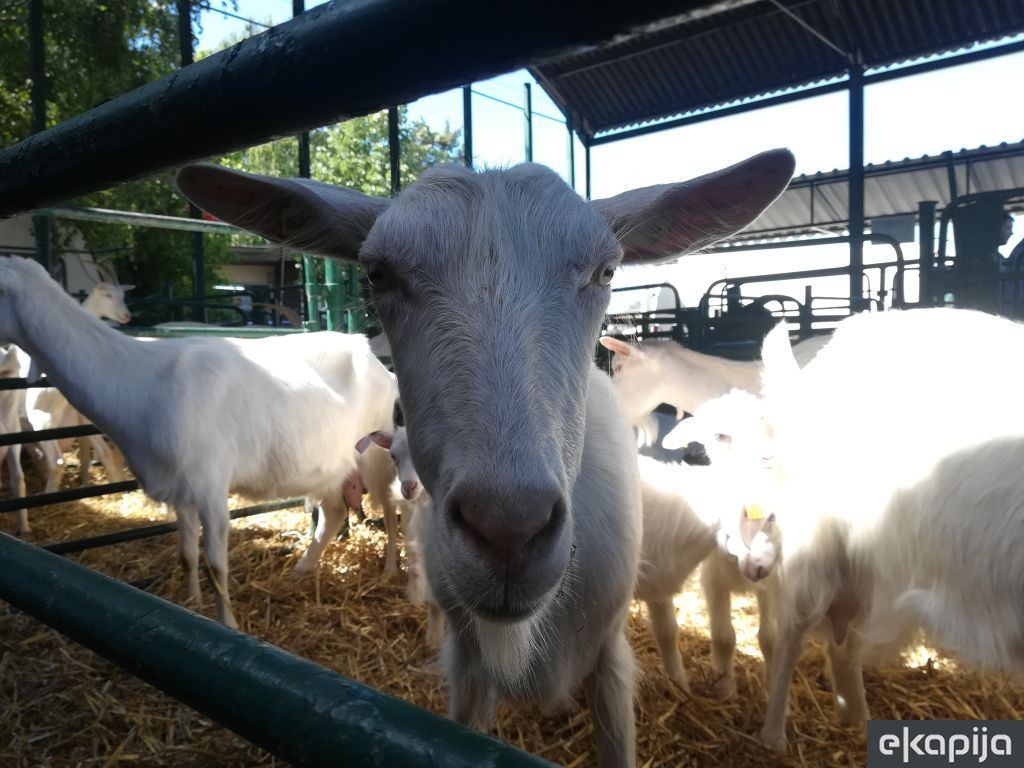 Alpina ili domaća bela koza - Koje su prednosti i mane uzgoja?
