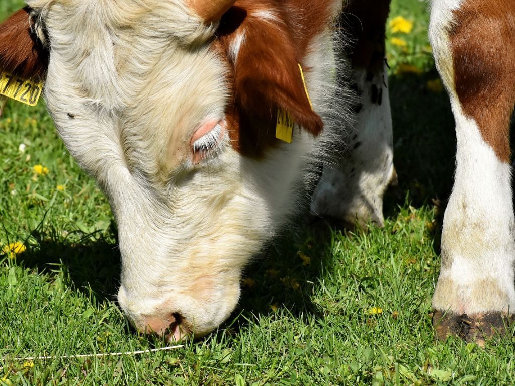 Poljoprivrednici najavljuju - Početkom 2023. godine imaćemo nestašicu domaćeg mlijeka i mesa