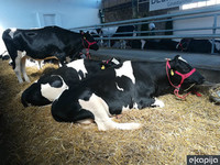 Megafarma u Saudijskoj Arabiji - Usred pustinje krave daju 800.000 litara mleka dnevno