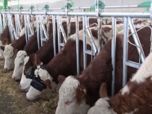 Nove tehnologije u stočarstvu - VR naočare za krave (VIDEO)