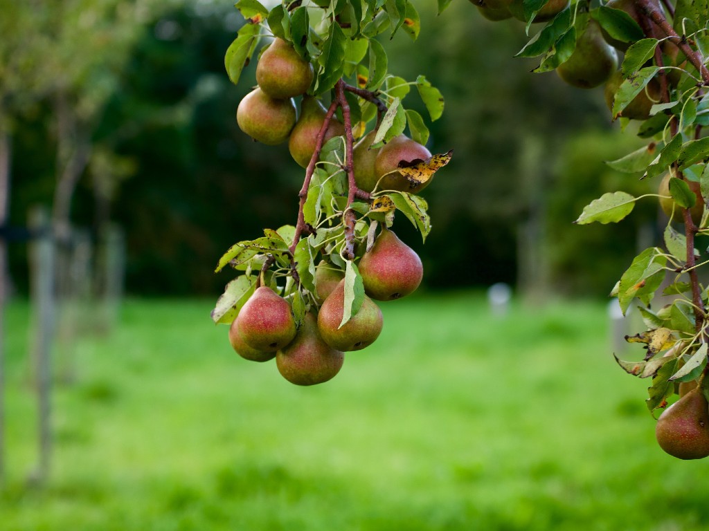 Univerzitet u Banjaluci pokrenuo projekat očuvanja starih sorti voća