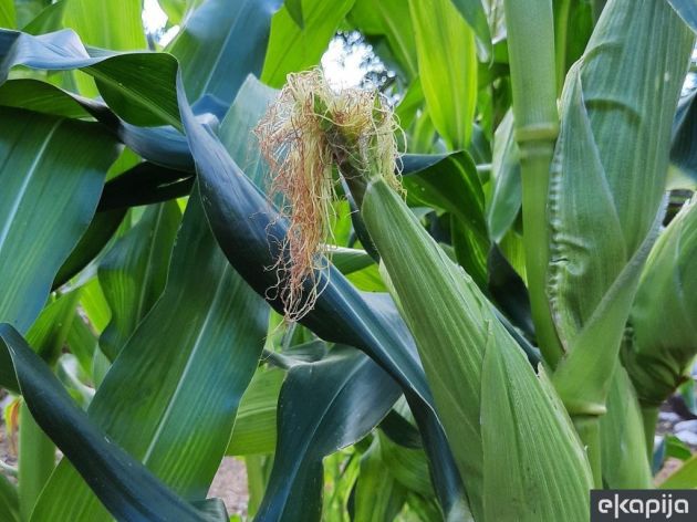 Zašto treba sijati rane hibride kukuruza?