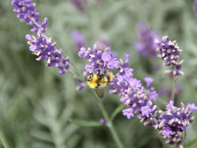 Uzgoj lavande kod Velike Plane - Kupci dekorateri, pčelari, hobisti