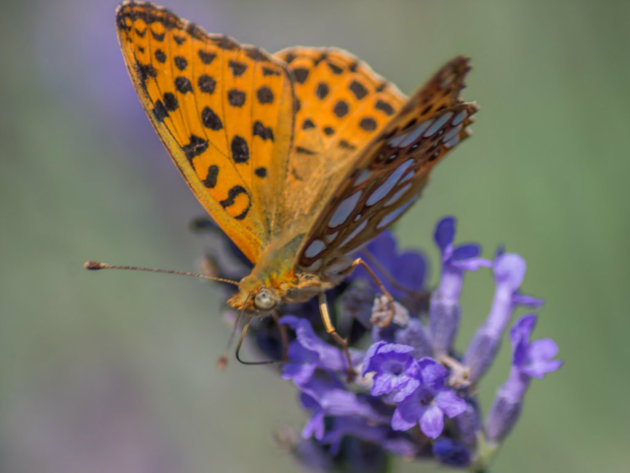 Tarucus balkanicus, nova vrsta leptira u Srbiji