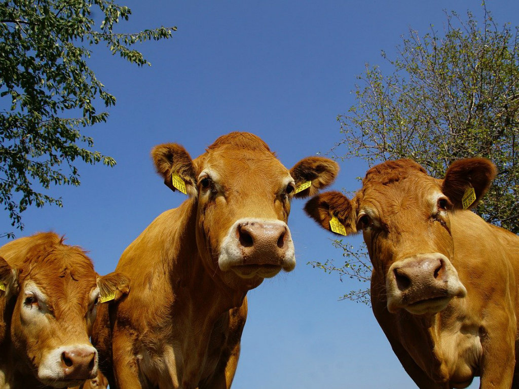 Domaći projekat MitiMetCattle ima rešenje za emisiju metana kod krava - Ujedno se poboljšava i kvalitet mleka