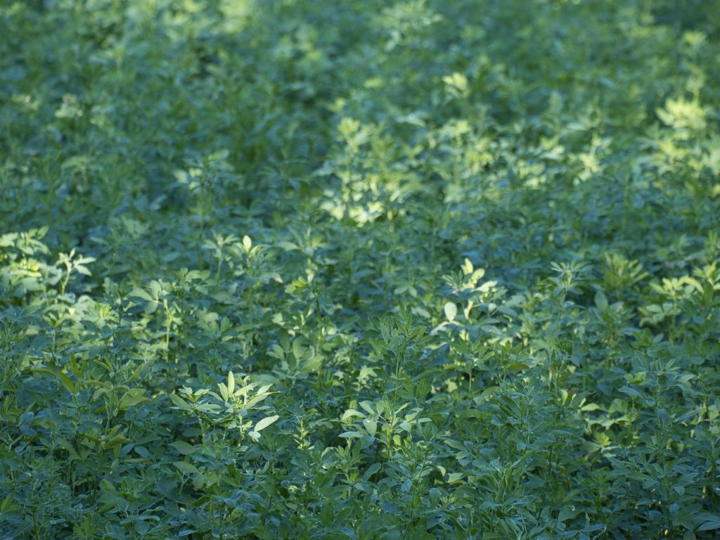 Proizvodnja semena lucerke i njenog komposta održava plodnost zemljišta na organskom gazdinstvu