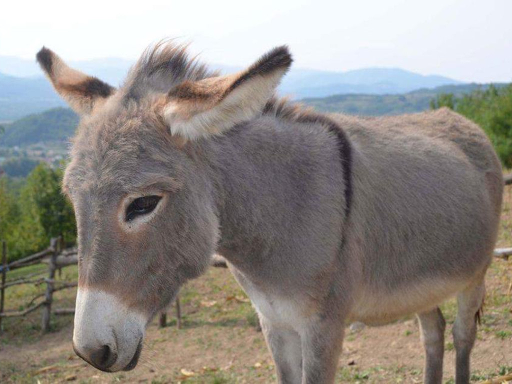 Farma magaraca u Zavidovićima razvija ruralni turizam - Uskoro otvaranje restorana domaće hrane, u planu i izgradnja etno sela