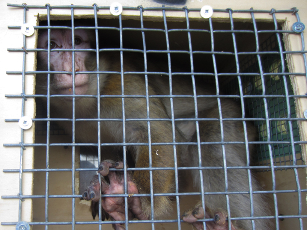 Zaplenjeni majmuni uspešno zbrinuti u specijalizovanom prihvatilištu u Španiji
