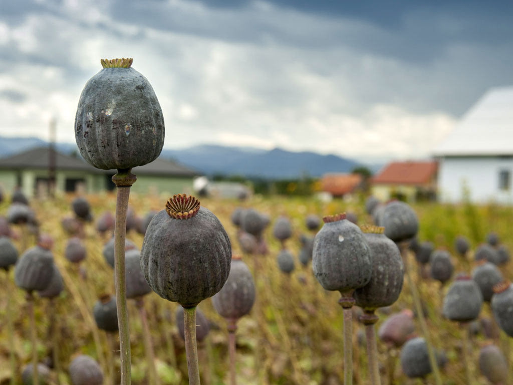 Registracija prve tri sorte maka u Srbiji 2019. godine - Prinosi i do 1.500 kg po hektaru, opijumska dejstva ograničavaju proizvodnju