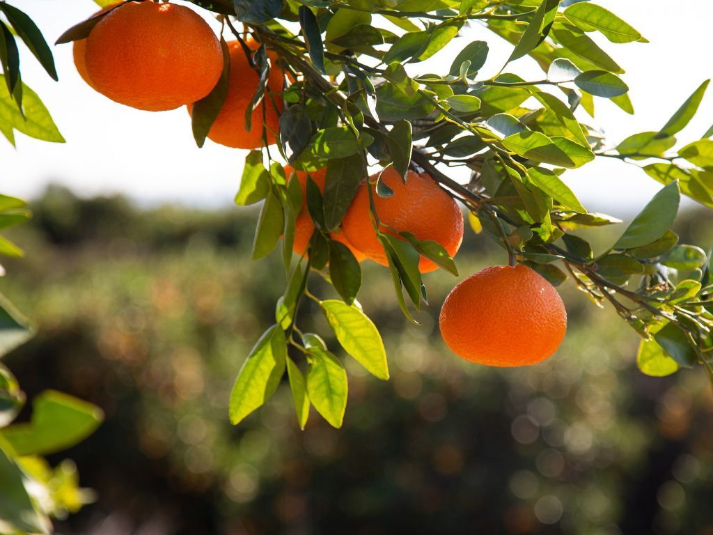 Proizvodnja citrusa u svijetu pada, BiH nije pogodna za uzgoj ovog voća