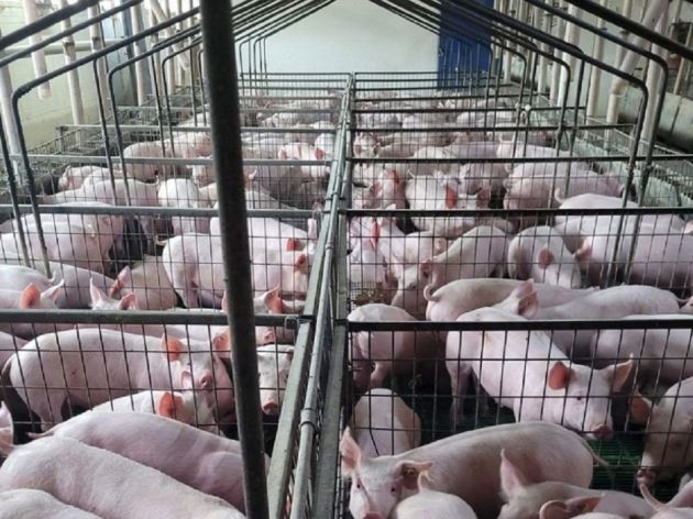 Prodaje se farma svinja u Novom Kneževcu