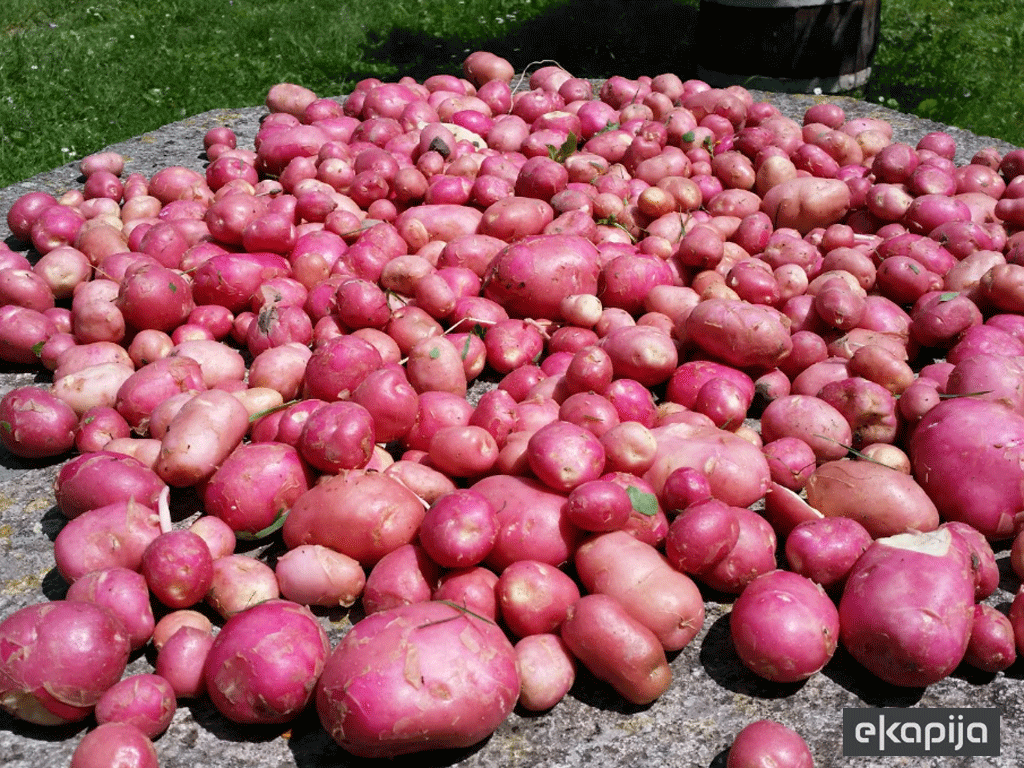 Niske cijene "zakopale" domaći krompir - Smanjen izvoz u Hrvatsku, očekuje se dalji pad proizvodnje