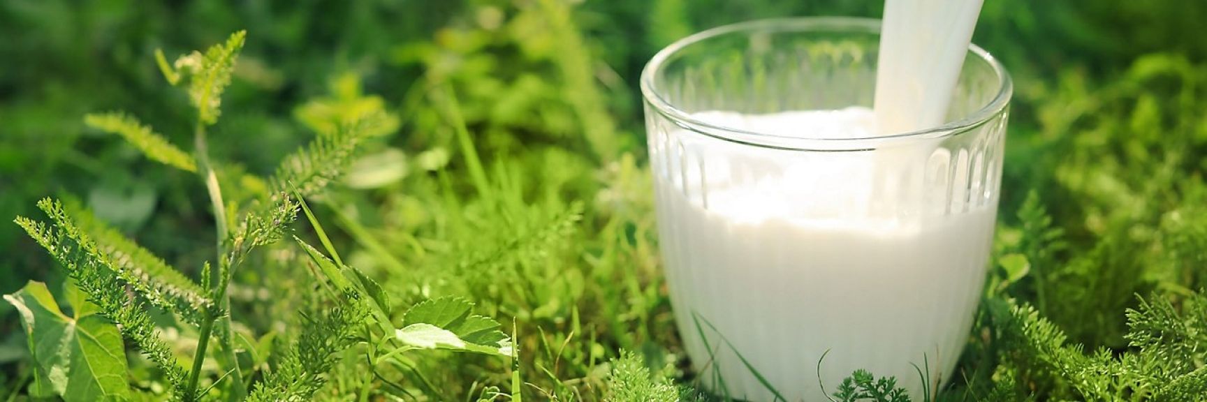 Trendovi u industriji mleka - Da li potrošači preferiraju mleko bez laktoze ili obogaćeno vitaminima?