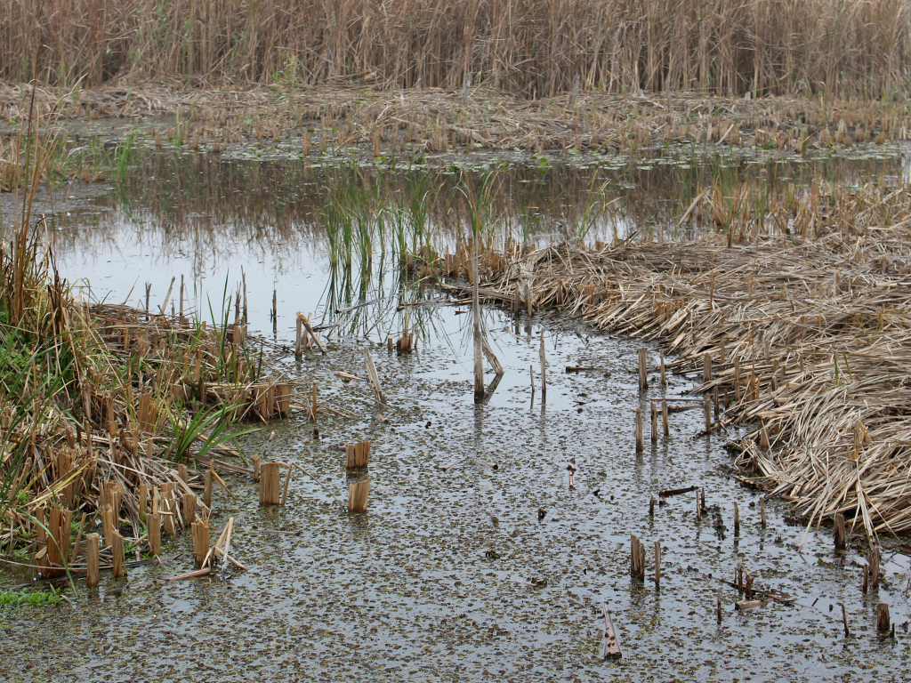 Subotica i okolina gube vlažna staništa - Nestanak podzemnih voda veliki problem