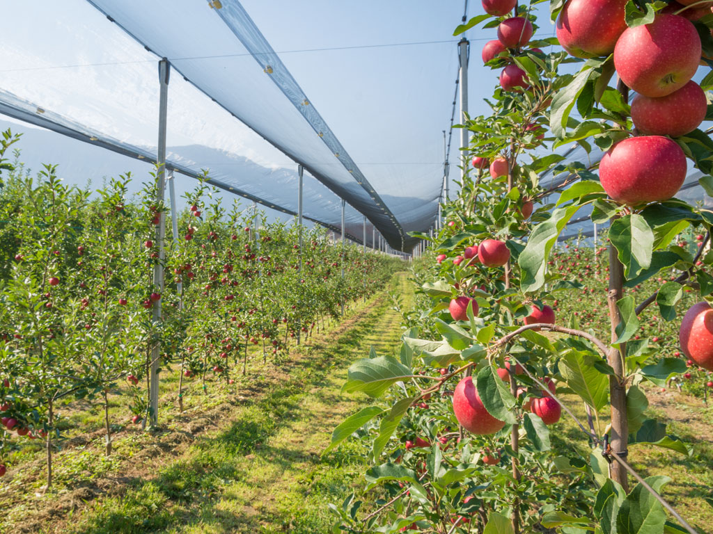 Crna Gora pogodna za uzgoj jabuka - Plantaža Naše voće ima cilj da proizvede oko 2.000 tona u pet sorti