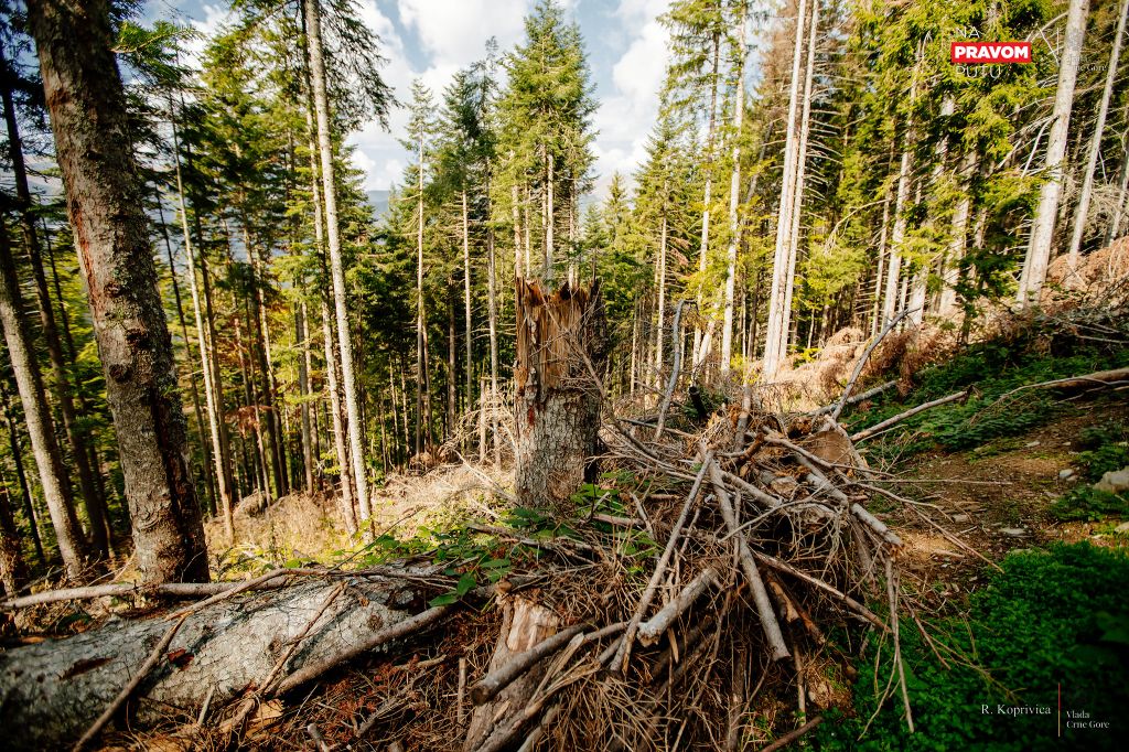 Država kreće u obračun sa šumskom mafijom - Napravljen spisak ljudi i kompanija osumnjičenih za nelegalnu sječu šuma