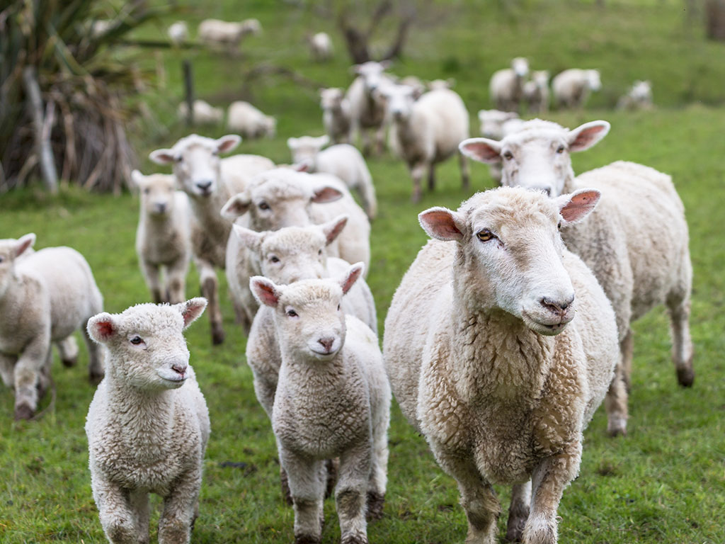 Srpske ovce rase virtemberg imaju prođu u Izraelu i u Palestini - Priplodna grla isplativa, vuna jeftina