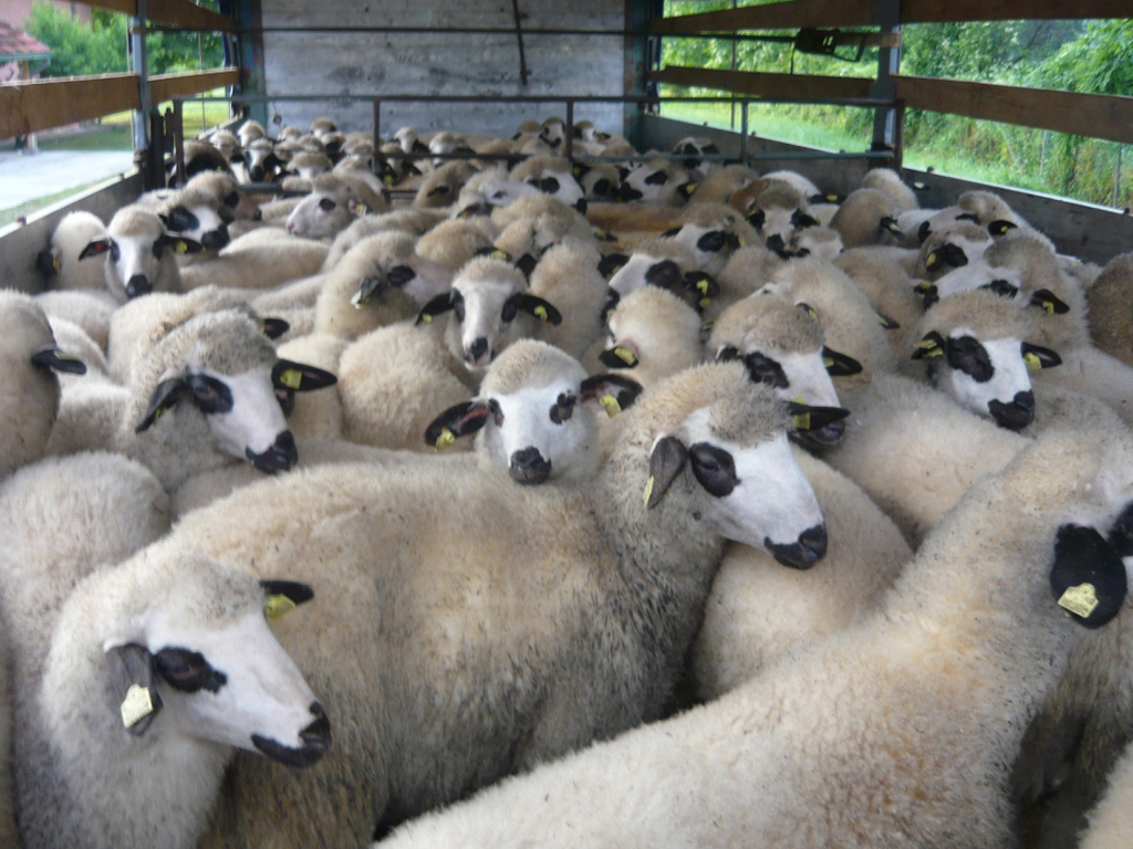 Novosadski Progres želi investirati u farmu ovaca u Bosanskom Grahovu - Planirano zapošljavanje 65 radnika