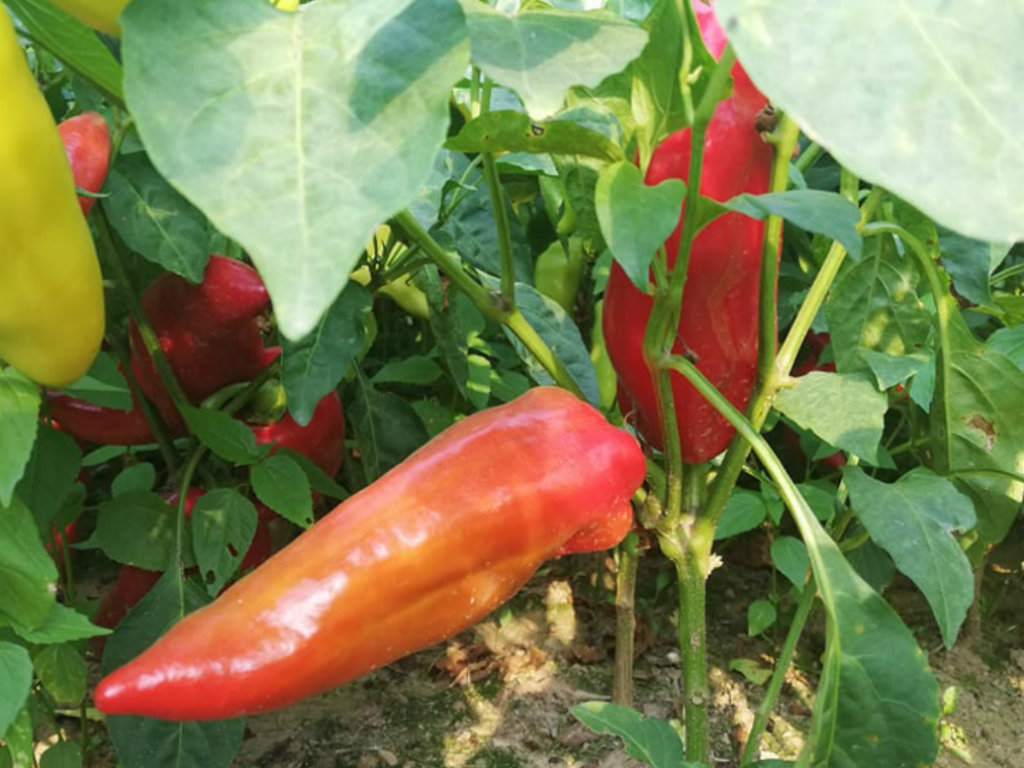 Isplati li se uzgoj paprike - Posadio 40.000 sadnica, a očekuje minimalno 15 tona roda
