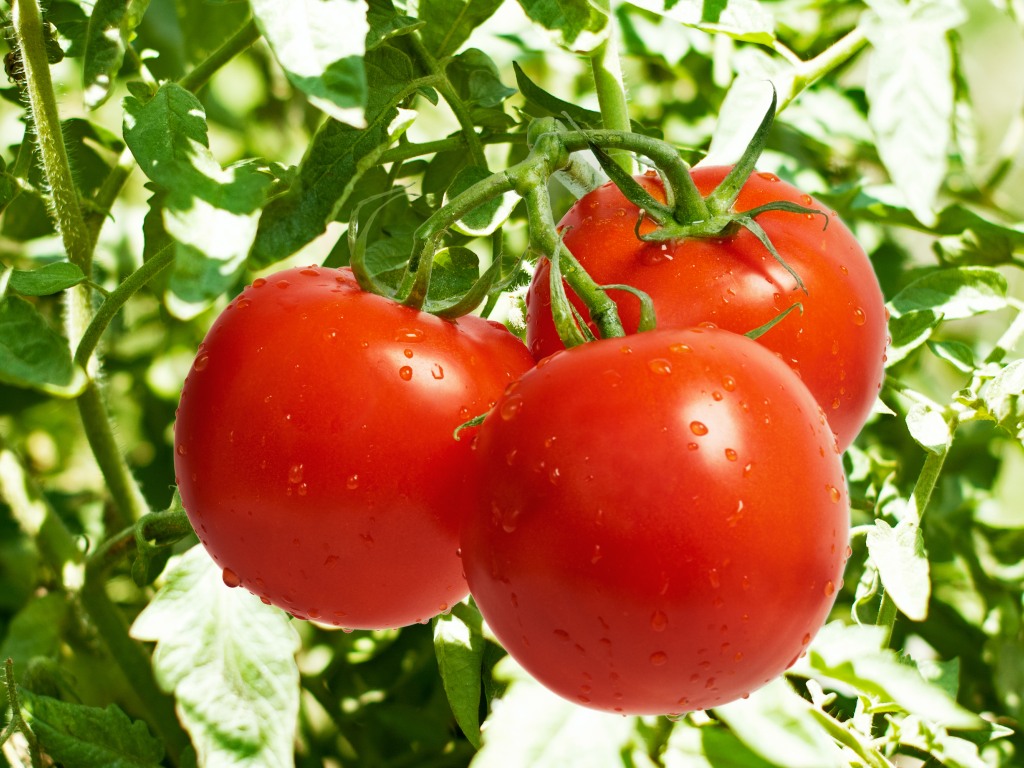 Semenska proizvodnja donosi dobru zaradu povrtarima - Paradajz, paprika i kupus najisplativiji