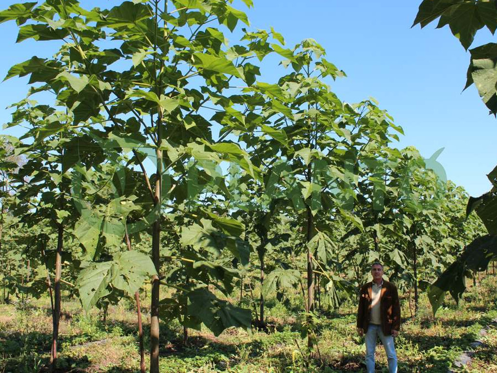 Evropski proizvođači nameštaja zainteresovani za paulovniju iz Srbije - Rastu zasadi pod "drvetom budućnosti" (FOTO)