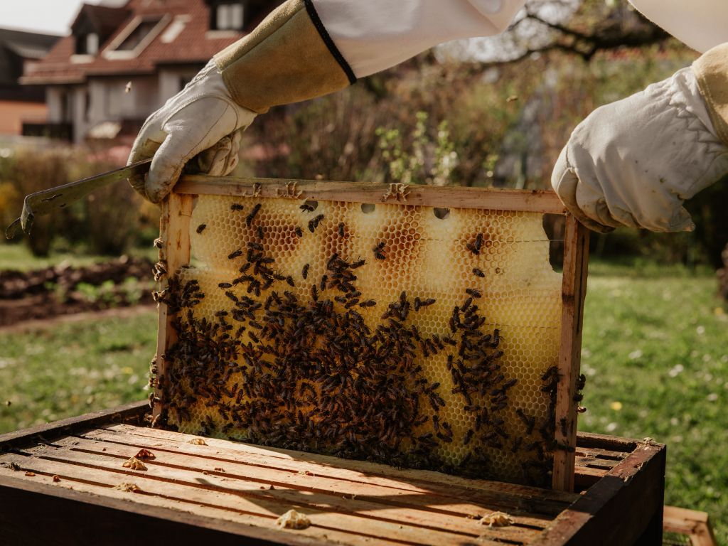 Pčelinje matice iz Srbije stižu i do Bliskog istoka - Selekcionisane pčele daju do 30% veće prinose