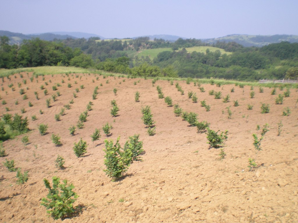 Zarada stiže kroz deceniju - Srbija ima idealne uslove za uzgoj lešnika, dug period ulaganja koči veću proizvodnju