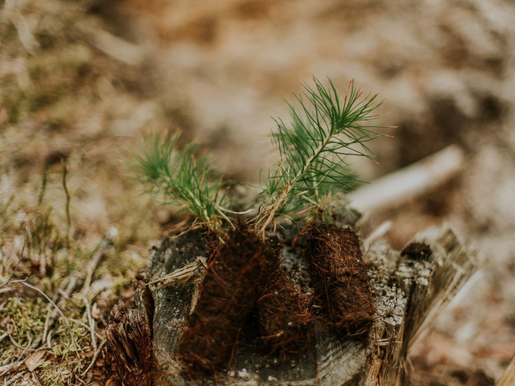 Hercegbosanske šume Kupres priključene najvećem evropskom projektu pošumljavanja