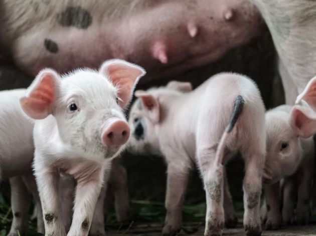(RS) Donijet Pravilnik o biosigurnosnim mjerama na farmama svinja u cilju sprečavanja pojave i širenja zaraznih bolesti