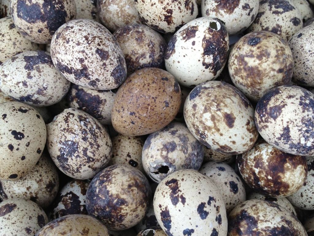 Uvećana tražnja za jajima japanskih prepelica - Rad na duge staze