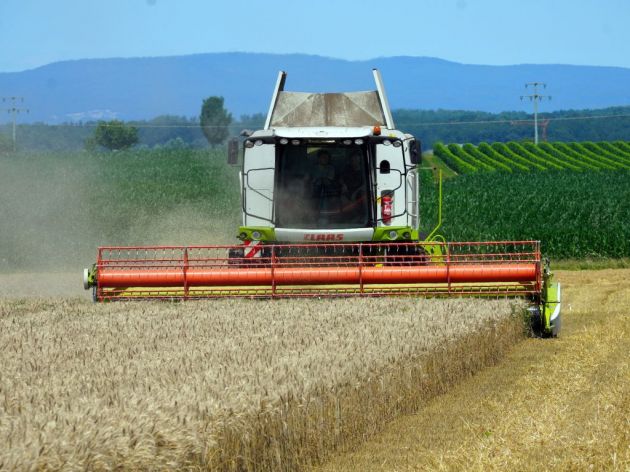 Ratare brine suša, ali očekuje se natprosečan prinos pšenice