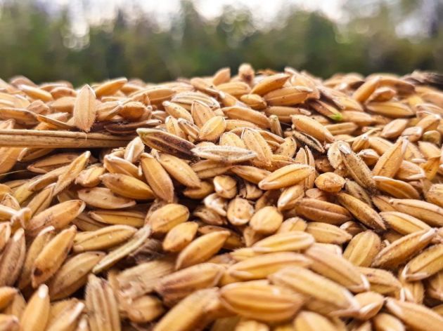 Suša će smanjiti prinos pšenice u Srbiji za oko 30%
