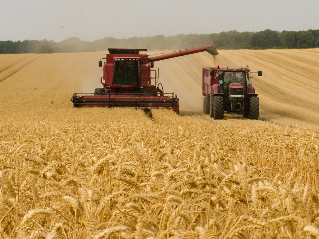 Ukrajina će 2023. požnjeti upola manje žitarica nego prije rata?